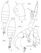 Species Heterorhabdus spinifrons - Plate 7 of morphological figures