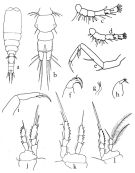 Espèce Vettoria granulosa - Planche 1 de figures morphologiques