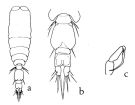 Espèce Vettoria granulosa - Planche 2 de figures morphologiques