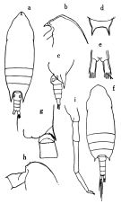 Species Aetideus bradyi - Plate 1 of morphological figures