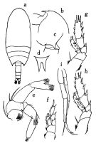 Espèce Bradyidius angustus - Planche 1 de figures morphologiques