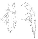 Species Heterorhabdus abyssalis - Plate 1 of morphological figures