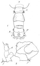 Espèce Acartia (Acanthacartia) tonsa - Planche 5 de figures morphologiques