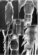 Espèce Chiridius molestus - Planche 8 de figures morphologiques