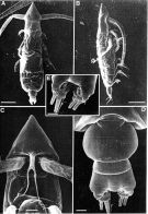 Species Subeucalanus longiceps - Plate 6 of morphological figures