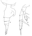 Espèce Heterorhabdus pustulifer - Planche 1 de figures morphologiques