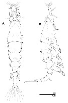 Species Caromiobenella ohtsukai - Plate 1 of morphological figures