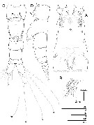 Species Caromiobenella ohtsukai - Plate 2 of morphological figures