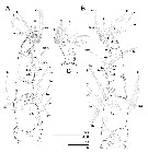 Species Caromiobenella ohtsukai - Plate 3 of morphological figures