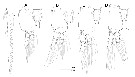 Species Caromiobenella ohtsukai - Plate 4 of morphological figures