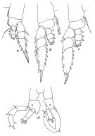Espèce Lucicutia wolfendeni - Planche 1 de figures morphologiques