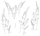 Espèce Comantenna gesinae - Planche 3 de figures morphologiques