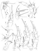 Espèce Mesaiokeras spitsbergensis - Planche 2 de figures morphologiques