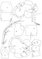 Espèce Pleuromamma antarctica - Planche 4 de figures morphologiques