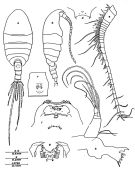 Species Enantiosis cavernicola - Plate 1 of morphological figures