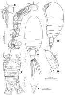 Espèce Pseudocyclops lepidotus - Planche 1 de figures morphologiques