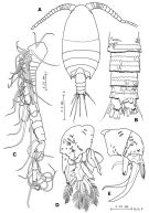 Species Pseudocyclops lepidotus - Plate 4 of morphological figures
