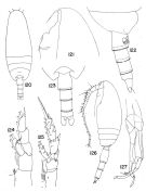 Species Scaphocalanus amplius - Plate 1 of morphological figures