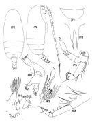 Espèce Amallothrix pseudoarcuata - Planche 2 de figures morphologiques