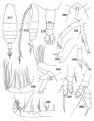 Espèce Euaugaptilus sublongiseta - Planche 3 de figures morphologiques
