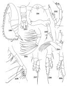Espèce Euaugaptilus vescus - Planche 1 de figures morphologiques