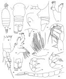 Espèce Microdisseta minuta - Planche 1 de figures morphologiques