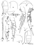 Species Brachycalanus minutus - Plate 1 of morphological figures
