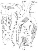 Species Brachycalanus minutus - Plate 2 of morphological figures