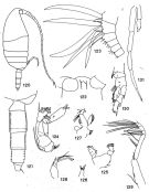 Species Xanthocalanus sp.1 - Plate 1 of morphological figures