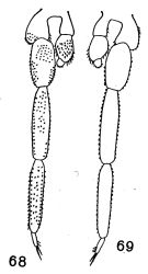 Species Brachycalanus minutus - Plate 3 of morphological figures