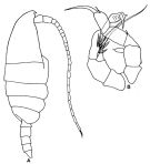 Espèce Monacilla typica - Planche 4 de figures morphologiques