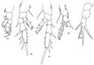Species Brodskius confusus - Plate 2 of morphological figures