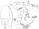 Espèce Pseudoamallothrix laminata - Planche 2 de figures morphologiques