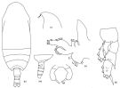 Species Scolecithricella unispinosa - Plate 1 of morphological figures