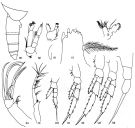 Species Temorites minor - Plate 1 of morphological figures