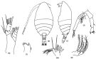 Espèce Disco inflatus - Planche 2 de figures morphologiques