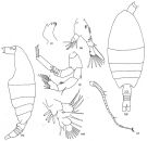 Species Pertsovius longus - Plate 1 of morphological figures