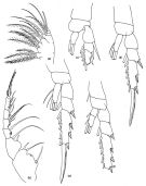 Espèce Pertsovius longus - Planche 2 de figures morphologiques