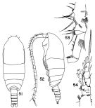 Species Spinocalanus usitatus - Plate 2 of morphological figures