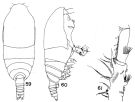 Espèce Spinocalanus aspinosus - Planche 1 de figures morphologiques