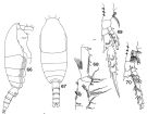 Espèce Spinocalanus horridus - Planche 6 de figures morphologiques