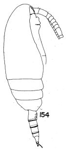 Espèce Scaphocalanus longifurca - Planche 2 de figures morphologiques