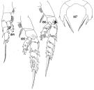 Species Amallothrix pseudoarcuata - Plate 3 of morphological figures
