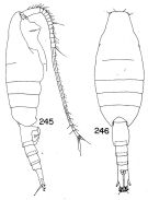 Species Paraheterorhabdus (Paraheterorhabdus) vipera - Plate 5 of morphological figures
