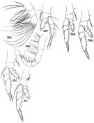Espèce Haloptilus caribbeanensis - Planche 2 de figures morphologiques