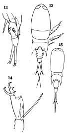 Espèce Corycaeus (Corycaeus) crassiusculus - Planche 1 de figures morphologiques