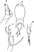 Espèce Corycaeus (Monocorycaeus) robustus - Planche 1 de figures morphologiques