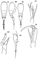 Espèce Corycaeus (Agetus) typicus - Planche 1 de figures morphologiques