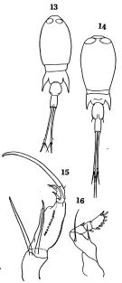 Espèce Corycaeus (Urocorycaeus) longistylis - Planche 1 de figures morphologiques