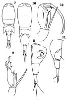 Espèce Corycaeus (Ditrichocorycaeus) andrewsi - Planche 1 de figures morphologiques